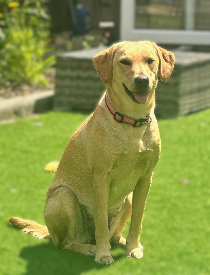 Rosie, Therapy Dog in Training